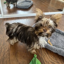 Before... our little Chewbacca! Before... our little Chewbacca!