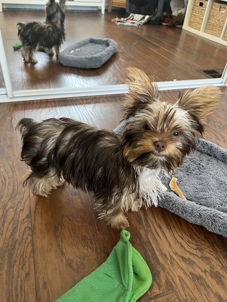 DIAMOND IN THE RUFF MOBILE PET SALON Updated September 2024 24