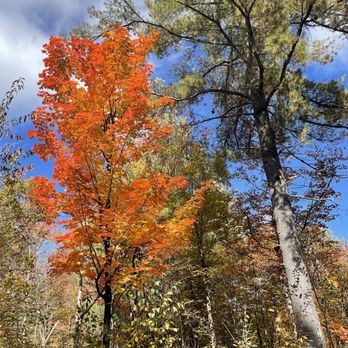 Beaver & Chipmunk Trails - Fall colours - Hiking Near Me - Ottawa, Ontario Beaver & Chipmunk Trails - Fall colours - Hiking Near Me - Ottawa, Ontario