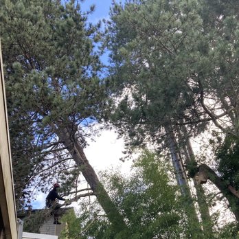 Clear View Tree Service - Wind storm damage solved - Tree Services Near Me - North Bend, Washington