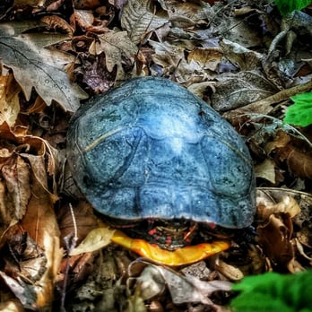 Furry People Pet Sitting - Turtle visits - Pet Sitting Near Me Furry People Pet Sitting - Turtle visits - Pet Sitting Near Me