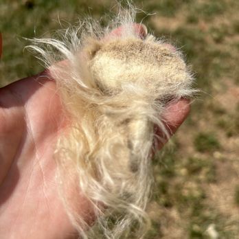 Rainbow Australian Shepherds - Clumps of hair from the mats on the dogs - Pet Training Near Me - Clermont, Georgia