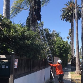 Someguyz Tree Care - Removal of seed pods from Queen Palm trees - Tree Services Near Me