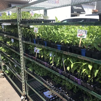 New Mart - rows of potted plants on shelves - Grocery Near Me - New York, New York New Mart - rows of potted plants on shelves - Grocery Near Me - New York, New York