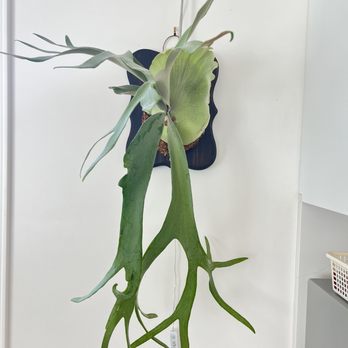 Live Art Plantscapes - Beautiful Willinckii - Tree Services Near Me - Gardena, California Live Art Plantscapes - Beautiful Willinckii - Tree Services Near Me - Gardena, California