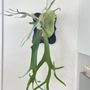Photo of Live Art Plantscapes