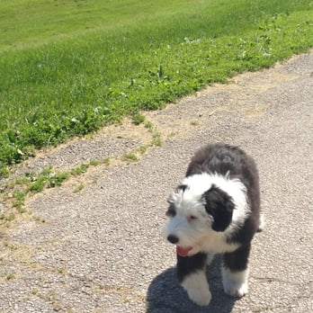 The Dog Park - The Dog Park - Dog Walkers Near Me