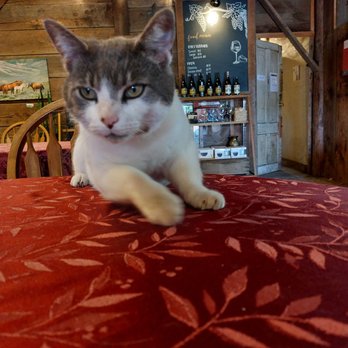 Saginaw Vineyard - Hullo! - Wineries Near Me - Cottage Grove, Oregon Saginaw Vineyard - Hullo! - Wineries Near Me - Cottage Grove, Oregon