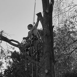 Liberty Tree Professional’s