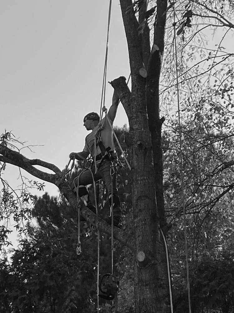 LIBERTY TREE PROFESSIONAL’S Request a Quote 11 Photos Lexington