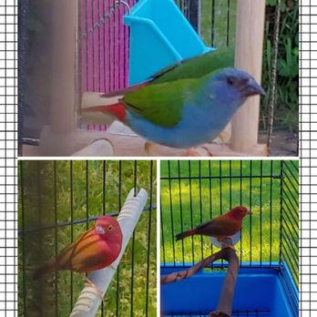 Jedds Bird Supplies - Tri-colored Forbes Parrot Finch, Machete Boi & African Firefinch, Drone... love my birds dearly - Bird Shops Near Me - Anaheim, California Jedds Bird Supplies - Tri-colored Forbes Parrot Finch, Machete Boi & African Firefinch, Drone... love my birds dearly - Bird Shops Near Me - Anaheim, California