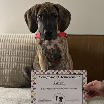 The Positive Pup - Model Student - Pet Training Near Me - Chicago, Illinois The Positive Pup - Model Student - Pet Training Near Me - Chicago, Illinois