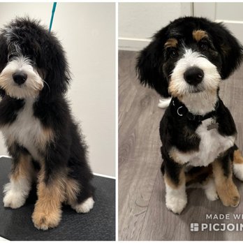 Grooming by Kristie - Bernedoodle puppy's first haircut, before and after - Pet Groomers Near Me Grooming by Kristie - Bernedoodle puppy's first haircut, before and after - Pet Groomers Near Me