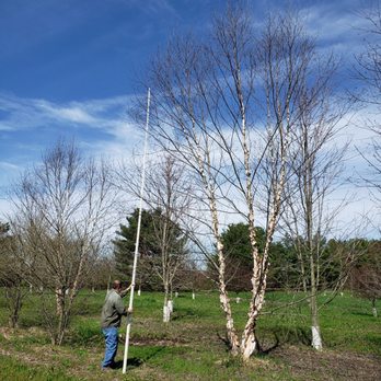 Big Tree II - 30-35' Riverbirch trees - Tree Services Near Me - Saint Charles, Missouri Big Tree II - 30-35' Riverbirch trees - Tree Services Near Me - Saint Charles, Missouri