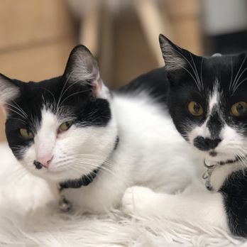 Felius Cat Café & Rescue - clementine and layla (beauties loved them) - Pet Adoption Near Me - Omaha, Nebraska Felius Cat Café & Rescue - clementine and layla (beauties loved them) - Pet Adoption Near Me - Omaha, Nebraska