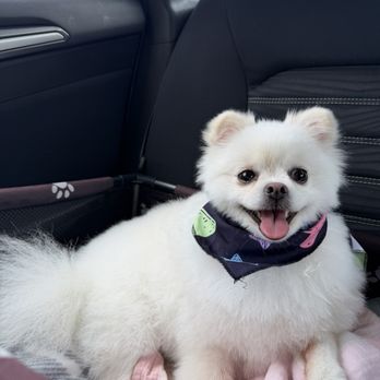 Pet Beloved - Bokshil - Pet Groomers Near Me - San Diego, California Pet Beloved - Bokshil - Pet Groomers Near Me - San Diego, California