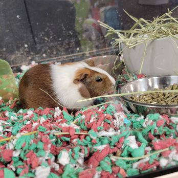 PetSmart - Pet Stores Near Me - Millburn, New Jersey PetSmart - Pet Stores Near Me - Millburn, New Jersey