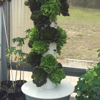 Living Towers - Bibb lettuces - CSA Near Me - Eustis, Florida Living Towers - Bibb lettuces - CSA Near Me - Eustis, Florida