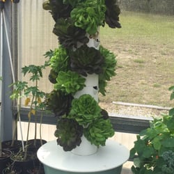 Bibb lettuces