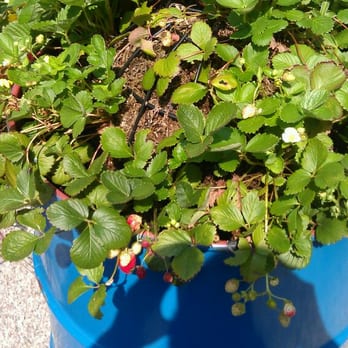 Lafayette Greens - Strawberries - Community Gardens Near Me - Detroit, Michigan Lafayette Greens - Strawberries - Community Gardens Near Me - Detroit, Michigan
