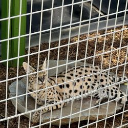 Pocono Snake & Animal Farm