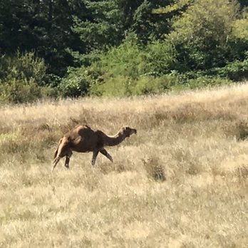 San Juan Vineyard - Mona the Camel - Wineries Near Me - Friday Harbor, Washington San Juan Vineyard - Mona the Camel - Wineries Near Me - Friday Harbor, Washington
