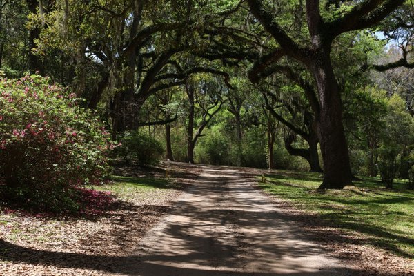 Jungle Gardens by null