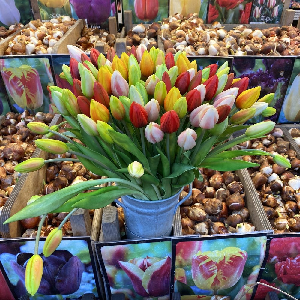 Bloemenmarkt - Tulips - Florists Near Me - Amsterdam, New Hampshire