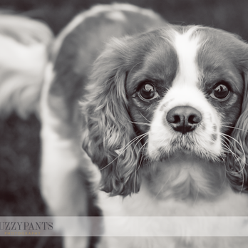Fuzzypants Pet Photography - Pet Photography Near Me - Ashburn, Virginia Fuzzypants Pet Photography - Pet Photography Near Me - Ashburn, Virginia
