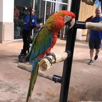Jungle Island - Amusement Parks Near Me - Miami, Florida Jungle Island - Amusement Parks Near Me - Miami, Florida