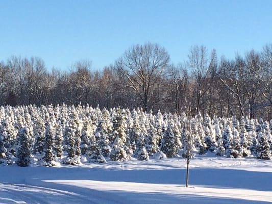 Carpenter Tree Farm
