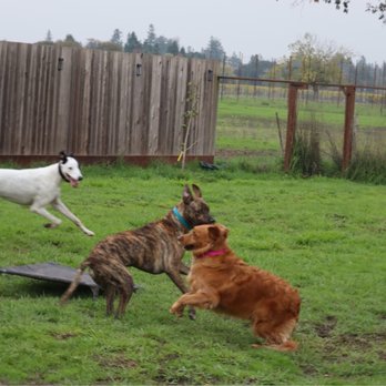Bark N Barrel - Dog Walkers Near Me Bark N Barrel - Dog Walkers Near Me