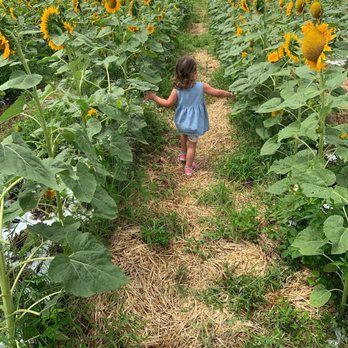 Family Farm - U pick sunflower field - Fruits & Veggies Near Me - Davie, Florida Family Farm - U pick sunflower field - Fruits & Veggies Near Me - Davie, Florida