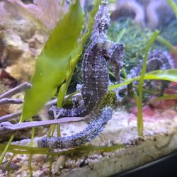 Fishy Business Aquariums & Supplies - Seahorse