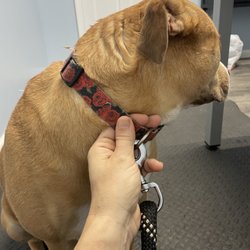 Happy Tails Holistic Veterinary Care