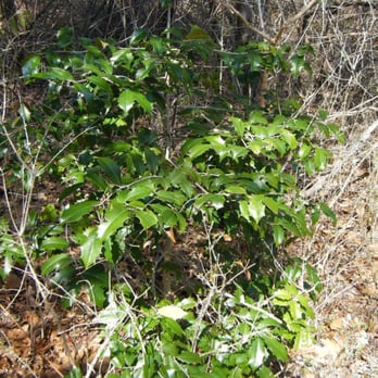 Ruecker Wildlife Refuge - Holly - Hiking Near Me - Tiverton, Rhode Island Ruecker Wildlife Refuge - Holly - Hiking Near Me - Tiverton, Rhode Island