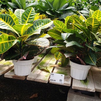Instant Jungle - Nurseries & Gardening Near Me - Orange, California