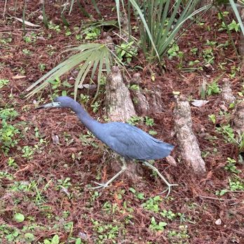 Mead Botanical Garden - Little blue heron. - Botanical Gardens Near Me - Winter Park, Florida