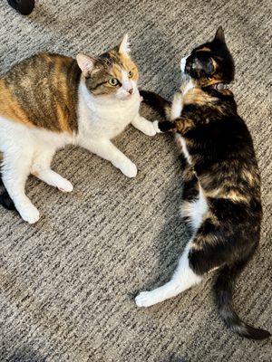 Element Denver Downtown East by null