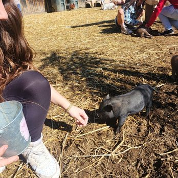 SoCalMiniPigs - Pet Breeders Near Me - Valley Center, California SoCalMiniPigs - Pet Breeders Near Me - Valley Center, California