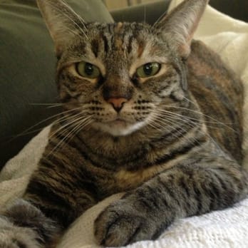 Bowser Boutique - My clean and happy cat! - Pet Sitting Near Me - Bakersfield, California Bowser Boutique - My clean and happy cat! - Pet Sitting Near Me - Bakersfield, California