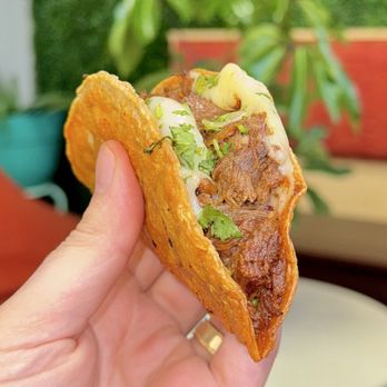 Birrieria El Zacatecano - Quesabirria Taco (lamb) - Mexican Near Me - Pontiac, Michigan Birrieria El Zacatecano - Quesabirria Taco (lamb) - Mexican Near Me - Pontiac, Michigan