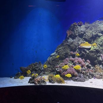 Sea Life - Aquariums Near Me - Orlando, Florida Sea Life - Aquariums Near Me - Orlando, Florida