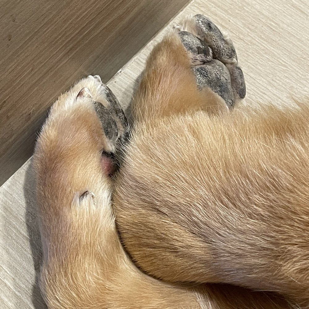 Pin Up Pets - Beautiful job on his nails and paws! - Pet Groomers Near Me - Chandler, Arizona Pin Up Pets - Beautiful job on his nails and paws! - Pet Groomers Near Me - Chandler, Arizona