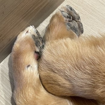 Pin Up Pets - Beautiful job on his nails and paws! - Pet Groomers Near Me - Chandler, Arizona