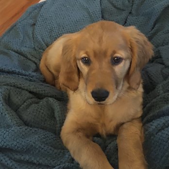 Posh Puppies - Rosie the golden baby - Pet Groomers Near Me - Oak Harbor, Washington Posh Puppies - Rosie the golden baby - Pet Groomers Near Me - Oak Harbor, Washington