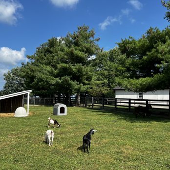The Kentucky Castle - Goats and donkey under the shade - Hotels Near Me - Versailles, Kentucky