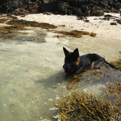 Downings Beach