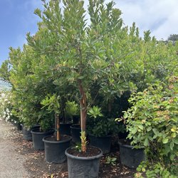 Foothill Nursery - Arbutus Marina Tree