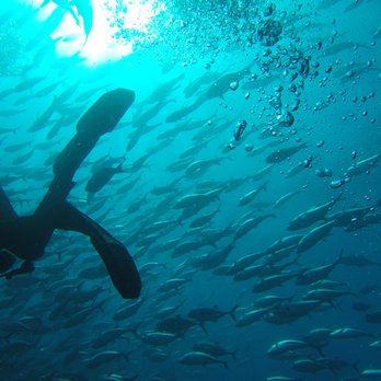 Tours Cabo - We were able to swim with the Jacks, really fun. - Scuba Diving Near Me - San José del Cabo, BCS